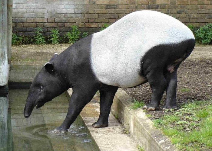 Tapir Viral di Kepahiang Terindikasi Ada yang Pelihara? BKSDA Lakukan Pengecekan