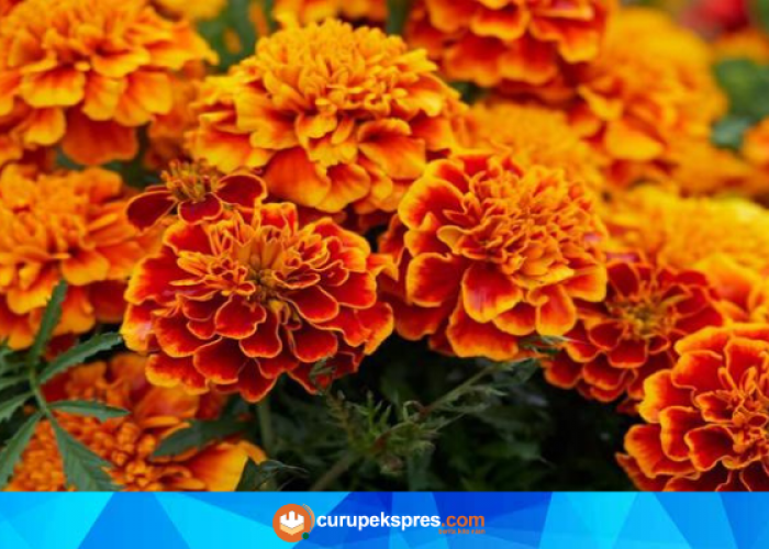 Bunga Marigold: Mengenal Fakta dan Manfaatnya