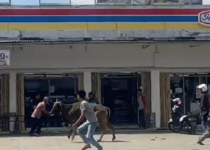 Ini Kumpulan Video Sapi Kurban di Curup Kabur Saat Akan Disembelih, Ada yang Sampai 'Jajan' ke Indomaret