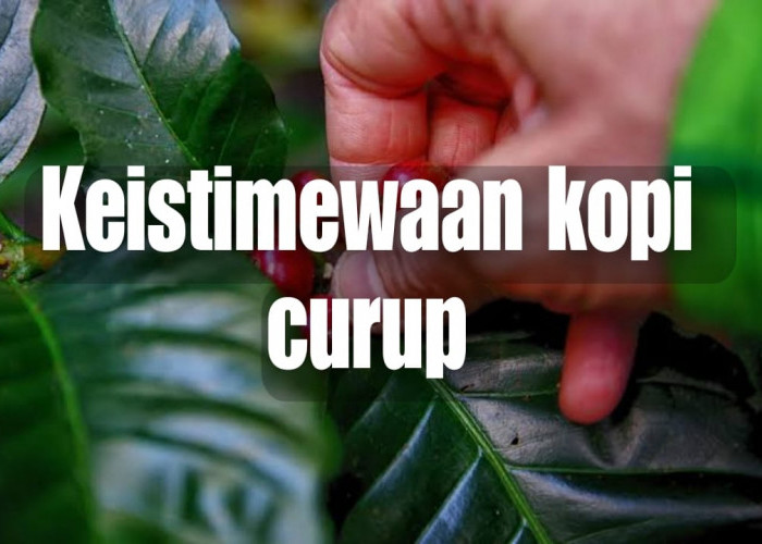 Keistimewaan Kopi Curup: Dari Kebun ke Cangkir