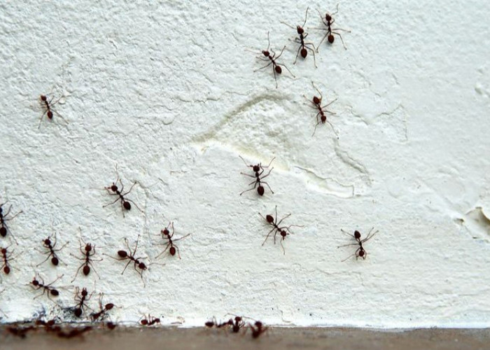 Atasi Semut Mengganggu di Rumah? Ini Penyebab dan Tips Ampuh Mengusirnya