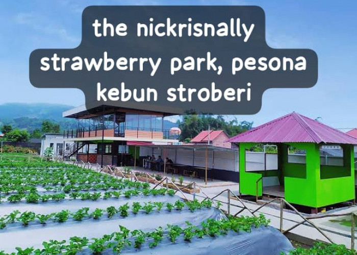 The Nickrisnally Strawberry Park Pesona Kebun Stroberi di Rejang Lebong