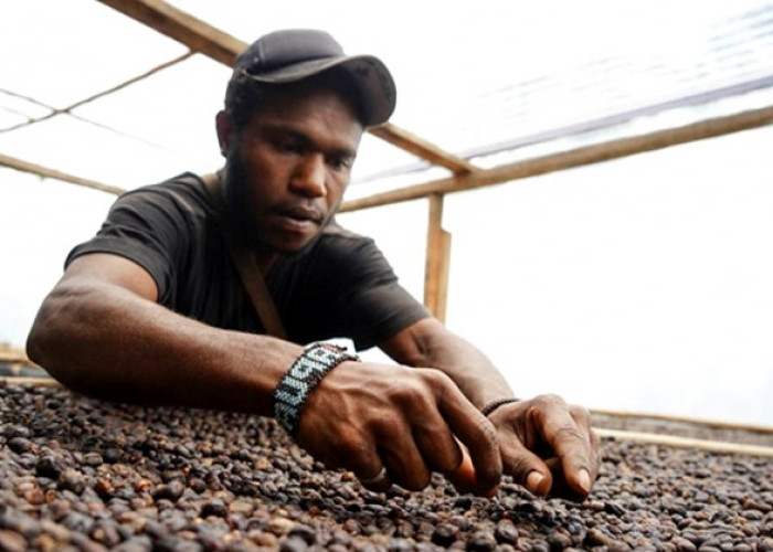   Kopi Tiom Lanny Jaya Tembus Pasar Nasional, Ini Rahasia di Baliknya