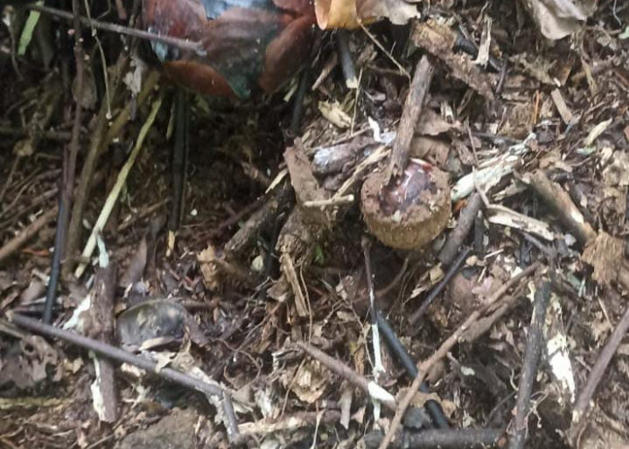 Rejang Lebong jadi Habitat Puspa Langka Rafflesia, Warga Terus Temukan Lokasi Baru!