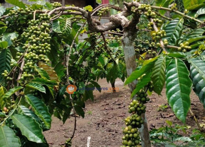 Sejarah dan Budaya Kopi Curup