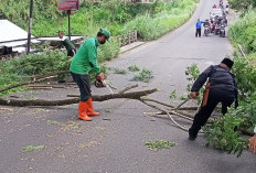 BPBD: Sebisa Mungkin Hindari Pohon Saat Angin Kencang