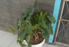 Manfaat Tanaman Hias Brekele bagi Lingkungan 