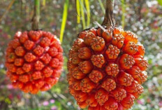 Manfaat Buah Hala bagi Kesehatan Tubuh yang Harus Kamu Ketahui