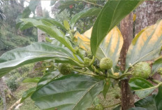 Khasiat Daun Mengkudu bagi Kesehatan Tubuh yang Jarang Diketahui, Bisa Obati Diare!