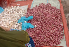 Tips Memilih Bawang Merah yang Bagus di Pasar