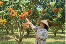 Inilah Jenis Pohon yang Tidak Disarankan Ditanam Dekat Rumah, Termasuk Rambutan