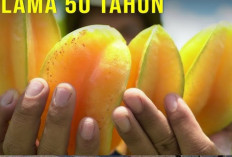  Buah Belimbing Berkhasiat Bagi Ibu Hamil