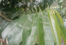 Manfaat Daun Sirsak bagi Kesehatan Tubuh Lansia