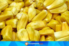 Khasiat Nangka Muda bagi Kesehatan Tubuh, Cek Disini!