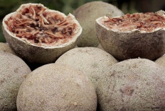 Manfaat Buah Kawista yang Jarang Dibahas  ﻿