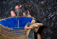 Tips Memilih Ikan Lele Segar di Pasar