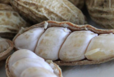  Jarang Dicoba, Ini Cara Mengukus Kacang Tanah agar Empuk dan Gurih