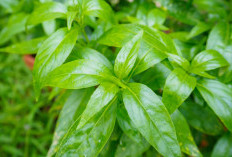 Khasiat Sambiloto untuk Wanita