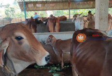 Jelang Idul Adha, Warga Diminta Selektif Beli Hewan Kurban 