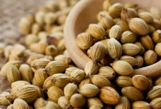 Sering Dipakai di Dapur, Ternyata Kapulaga Punya Khasiat Luar Biasa