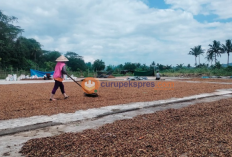 Jelang Ramadan, Harga Kopi di Rejang Lebong Terpantau Stabil