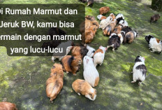 Ini Lokasi Wisata Rumah Marmut dan Jeruk BW di Curup