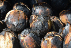 6 Manfaat Air Kelapa Bakar yang Jarang Diketahui, Baik untuk Ginjal hingga Jantung