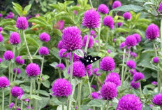 Jarang Diketahui! Ini 7 Khasiat Bunga Kenop untuk Kesehatan dan Cara Mengonsumsinya