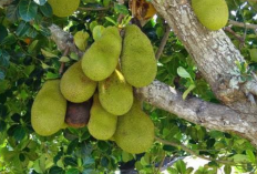 Buah Nangka Muda Ternyata Baik untuk Pencernaan  