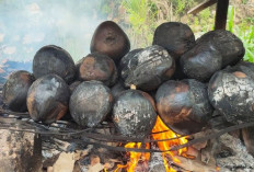 Khasiat Kelapa Bakar untuk Kesehatan Manusia yang Jarang Diketahui, Cek Disini!