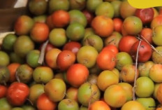 Manfaat Buah Bidara untuk Kesehatan Manusia yang Jarang Diketahui, Cek Disini!