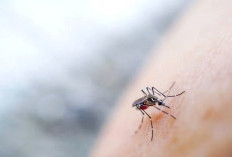  Rumah Bebas Nyamuk Saat Musim Hujan, Ini Rahasia yang Jarang Diketahui