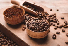 Arabika atau Robusta? Panduan Lengkap Memilih Jenis Kopi Sesuai Selera