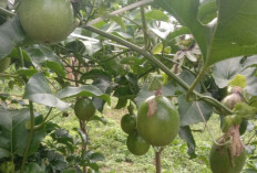 Khasiat Markisa bagi Kesehatan Tubuh 