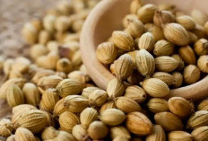  Jarang Disadari, Kapulaga Ternyata Punya Banyak Manfaat untuk Wanita