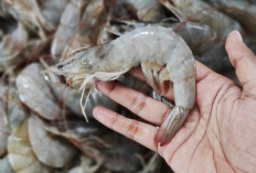  Kaya Gizi dan Mudah Diolah, Inilah Manfaat Udang untuk Anak
