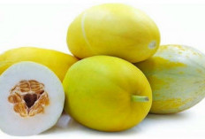 Kandungan dan Manfaat Timun Suri yang Jarang Diketahui, Cocok untuk Menu Diet Sehat