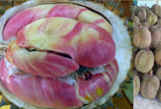 Khasiat Buah Durian Pelangi bagi Kesehatan Tubuh yang Jarang Diketahui