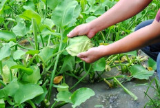 Sering Dianggap Sepele, Ternyata Genjer Kaya Nutrisi dan Antioksidan