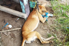 Tiga Bulan Awal 2026, 46 Warga Rejang Lebong Digigit HPR, Satu Meninggal Positif Rabies