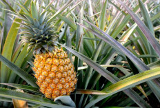  Hebat! Indonesia Pimpin Produksi Nanas Global, Ini Manfaat Kesehatannya