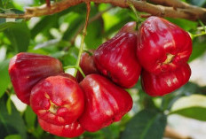 Segar, Murah, dan Menyehatkan, Inilah Manfaat Jambu Air !