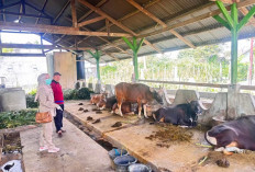 Menjelang Iduladha, Begini Cara Tepat Memilih Hewan Kurban yang Layak dan Halal