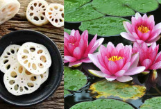 7 Jenis Bunga Ini Aman Dikonsumsi dan Kaya Manfaat Kesehatan !