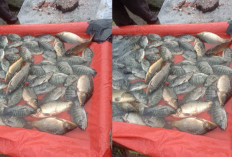 Tanda Ikan di Pasar Sudah Tidak Segar Lagi, Salah Satunya Berbau 