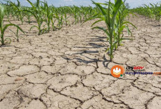 Musim Kemarau Segera Tiba, Ini 7 Cara Ampuh Menjaga Kesehatan Tubuh