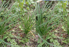 Khasiat Daun Kucai bagi Kesehatan Tubuh  