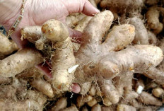 Tak Kalah dari Kentang, Ini Manfaat Gembili untuk Kesehatan