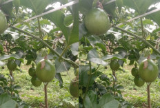 Khasiat Utama Ekstrak Buah Markisa bagi Kesehatan
