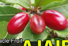 Manfaat Buah Miracle Fruit untuk Kesehatan Tubuh 